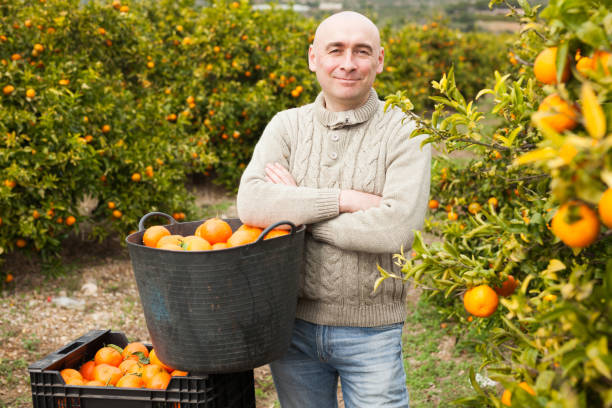 istock Worker with basket harvesting mandarins 1214999048