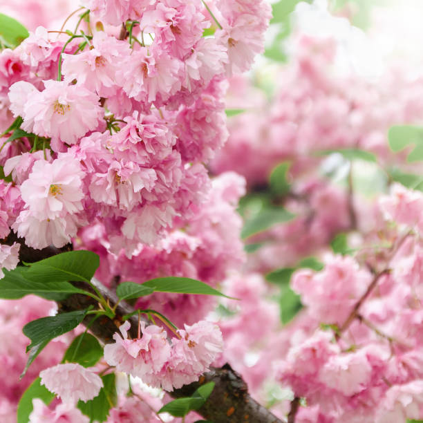 Background from pink sakura flowers in bloom on a tree in the sunlight. close-up, selective focus, blur. Copy space