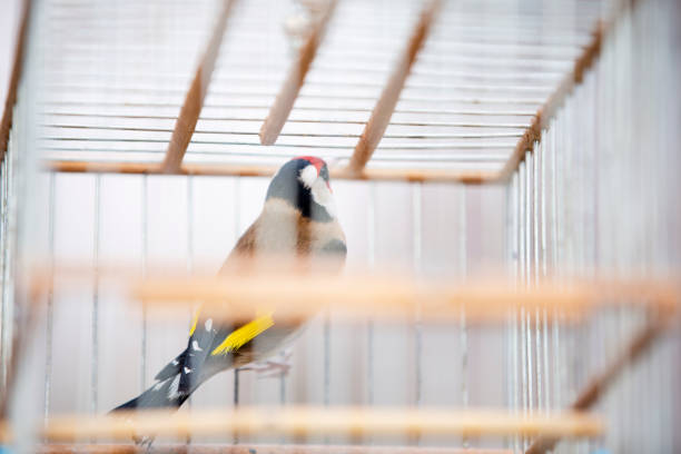 Goldfinch in the cage and prisoner bird.
