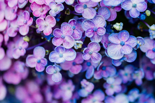 istock Close Up of Blue And Purple Hydrangea Flowers 1215000183