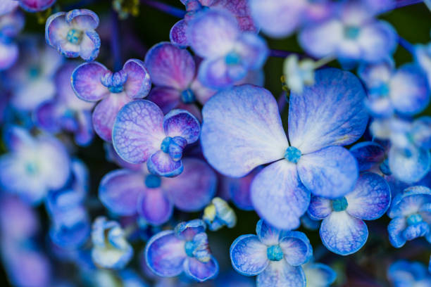 Extreme Close-Up of Blue And Purple Hydrangea Flower in Early Summer