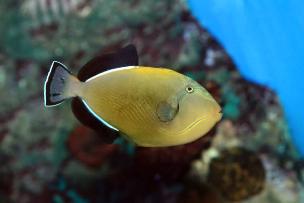 Melichthys indicus - Indian triggerfish in sea water Melichthys indicus - Indian triggerfish in sea water indian triggerfish or melichthys indicus stock pictures, royalty-free photos & images