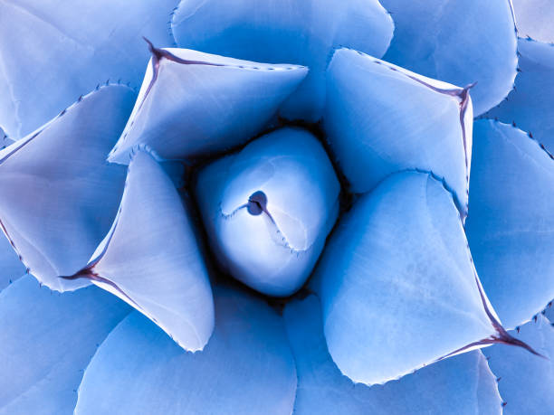 Top view of symmetrical Cabbage Head Agave (Agave parrasana). Southwest USA succulent plants used in urban landscaping. Example of Fibonacci ratio in nature stock photo