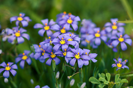 Bunch of blooming Sisyrinchium or Blue-eyed grass. Springtime in Texas Hill Country when wildflowers are blooming.