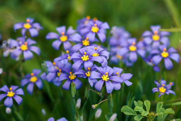 Bunch of blooming Sisyrinchium or Blue-eyed grass. Springtime in Texas Hill Country when wildflowers are blooming. stock photo
