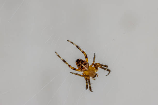 istock small brown-orange spider sits in its web and waits for prey 1215001722