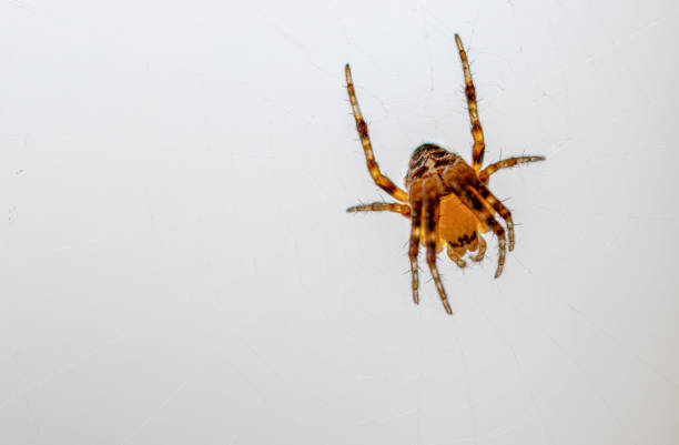 istock small brown-orange spider sits in its web and waits for prey 1215001729