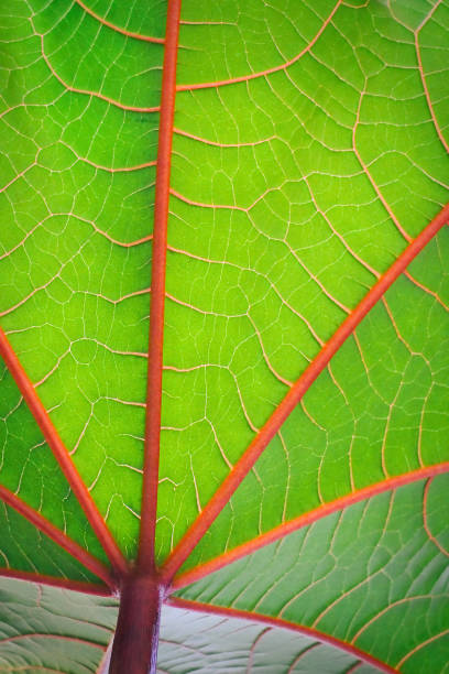 istock Castor leaf, large foliage, abstract green texture, nature background 1215001753