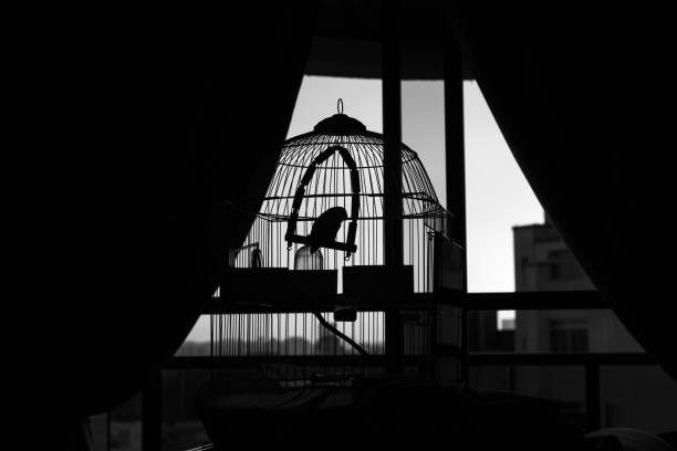 istock Silhouette of bird trapped in a cage watching the sunset 1215001921