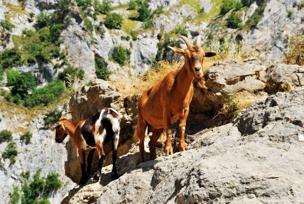 goats on a rock in spanish mountain Picos de Europa