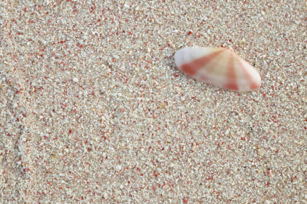 feche acima de pink sand beach e shell - harbor island - fotografias e filmes do acervo