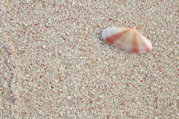 крупным планом розовый песчаный пляж и оболочки - harbor island стоковые фото и изображения