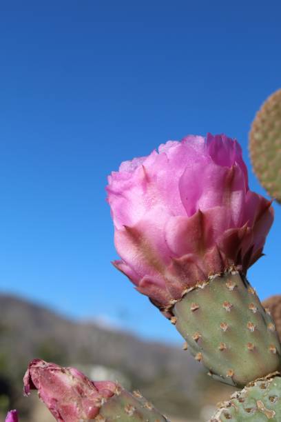 istock OPUNTIA BASILARIS - JOSHUA TREE NP - 031520 D 1215003672