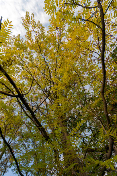 istock Yellow trees in the autumn forest 1215004982