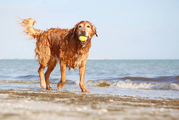 A happy wet dog plays with a ball on a Florida beach. Normally, these beaches would be swarming with tourists, but due to the Covid-19 pandemic, many Florida beaches have been closed.
