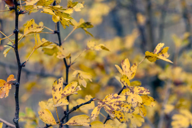 istock Tree branch with yellowed leaves in the autumn 1215005705