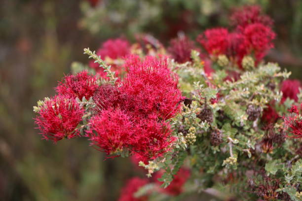 istock Scarlet Feather Flower in Western Australia 1215005745
