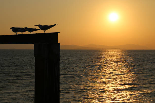 istock Sunset at the ocean in Costa Rica 1215006055