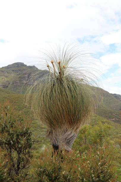 istock Xanthorrhoea grass tree in Western Australia 1215007296