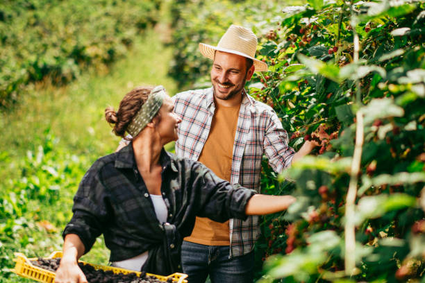 istock Young couple harvesting blackberries 1215008895