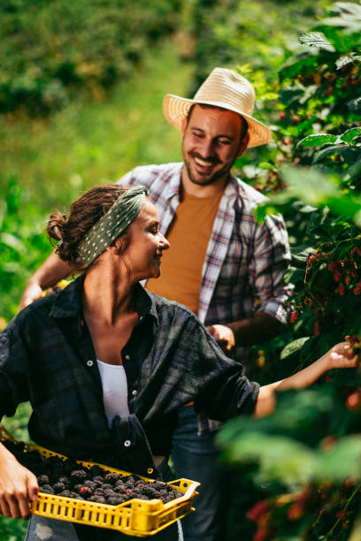 istock Young couple harvesting blackberries 1215008921