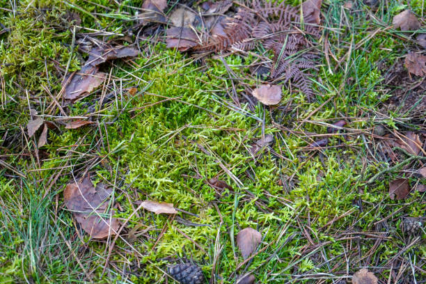 istock Close up of mossy forest floor 1215009191