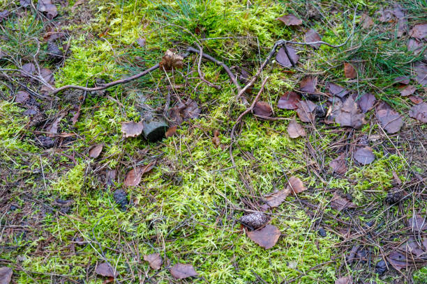 istock Close up of mossy forest floor 1215009274