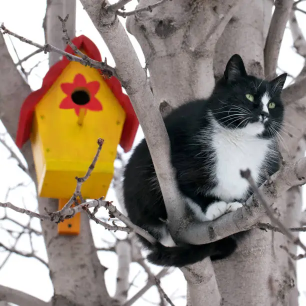 Photo of A cat on a tree with a birdhouse waiting for the birds
