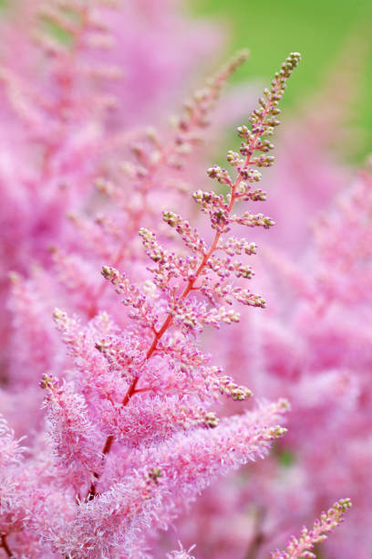 istock Astilbe flowers close-up 1215010217