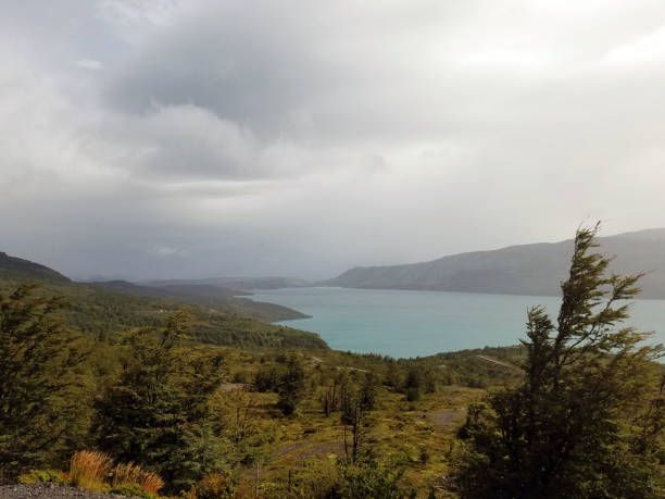 A tree is blown by the wind in front of a mountain lake in Torres del Paine National Park.