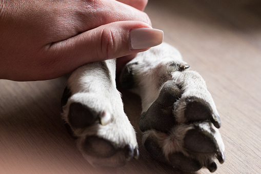 Hands holding paws dog are taking shake hand together while he is sleeping or resting