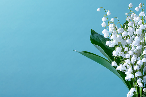 A DSLR photo of Lily-Of-The-Valley (Convallaria Majalis) - bouquet of forest flowers on a blue background.