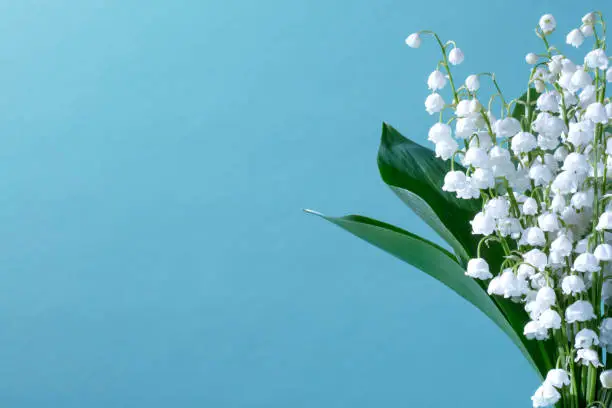 Photo of Lilies Of The Valley (Convallaria Majalis) - bouquet of flowers on a blue background