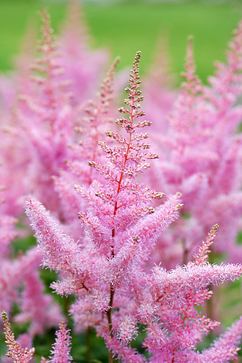 Close-up of beautiful pink astilbe flowers blossom
