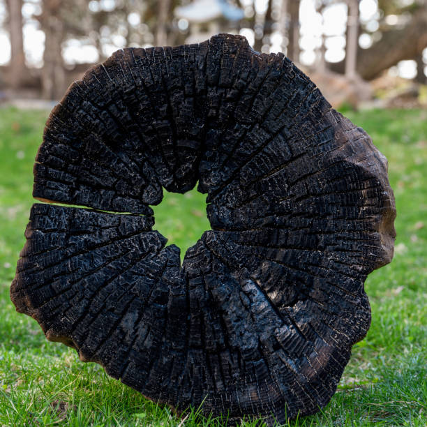 This tree stump remains as a silent witness to the early 20th-century logging industry that once thrived in the Schultz Pass area. This stump portrays the region's rich history of natural resource use and the evolving relationship between people and the forest.  The stump was photographed from the Tonteel Trail in the Coconino National Forest near Flagstaff, Arizona, USA.