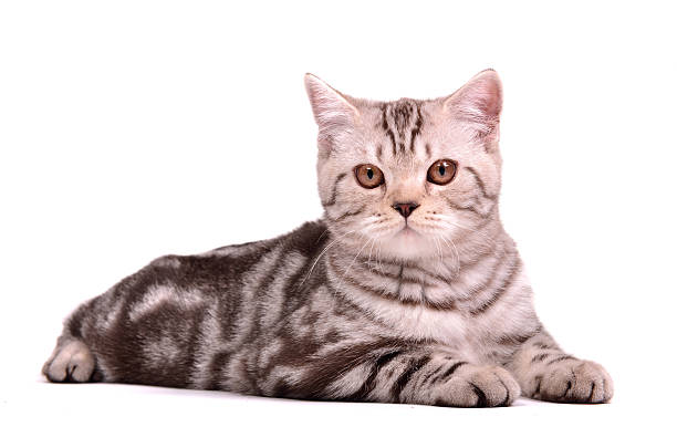 istock Kitten of scottish fold breed lying 121501693