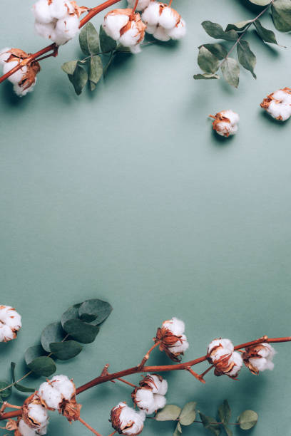 istock Flowers composition. Frame made of cotton flowers and eucalyptus branches on pastel blue background. Flat lay, top view. Frame with copy space 1215017575