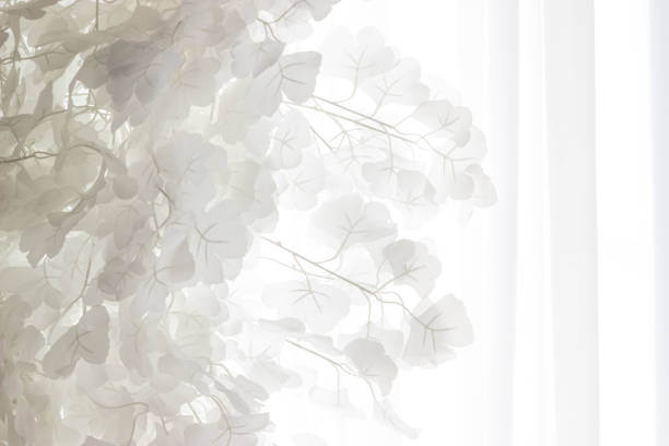 istock White leaves against a white curtain background mid 1215018284