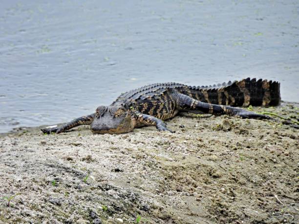 istock American Alligator (Alligator mississippiensis) - juvenile sleeping in the Florida wetlands 1215018599