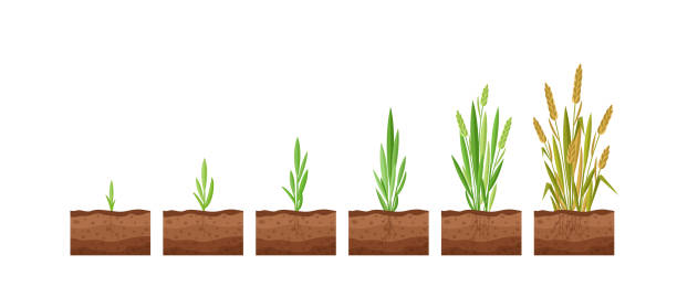 小麦種子成長の段階のベクター図。白い背景に小麦植物の成長のサイクル, 有機製品の概念, エコ.種子�は植物に成長します。 - bread cereal plant illustrations点のイラスト素材／クリップアート素材／マンガ素材／アイコン素材