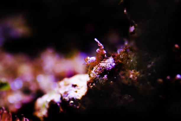 istock Dancing Sexy Shrimp - Thor Amboinensis 1215021114