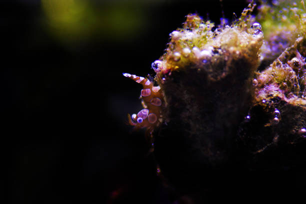 istock Dancing Sexy Shrimp - Thor Amboinensis 1215021115