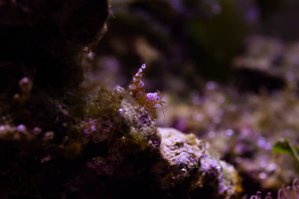 istock Dancing Sexy Shrimp - Thor Amboinensis 1215021122