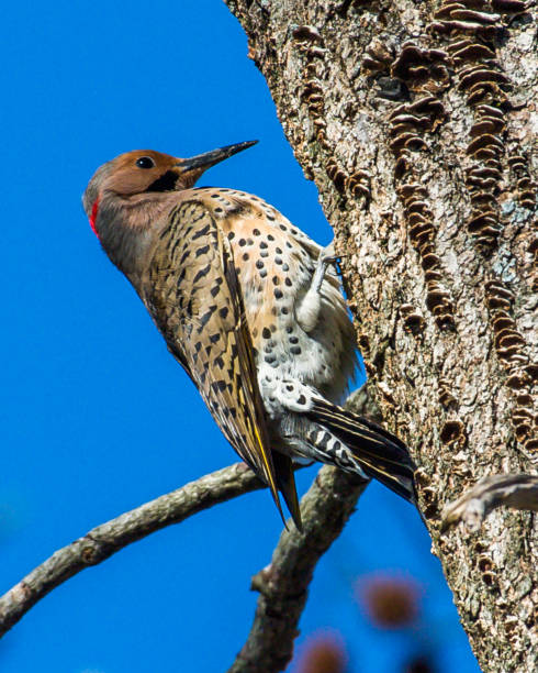 istock Northern Flicker woodpecker on a tree building its nest 1215022197