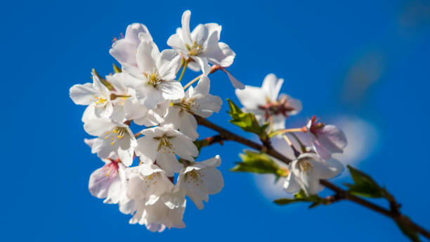 istock Plum or Cherry Blossoms on a tree with blue background 1215022212