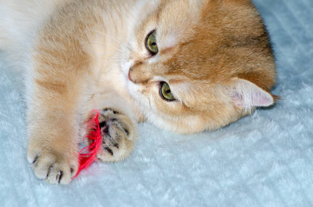 istock Cute British purebred kitten is playing with a feather on a blue blanket 1215024004