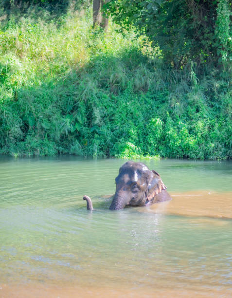 istock Family of Thai elephants. 1215024815