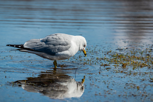 Seagulls in the springtime nice sunny day