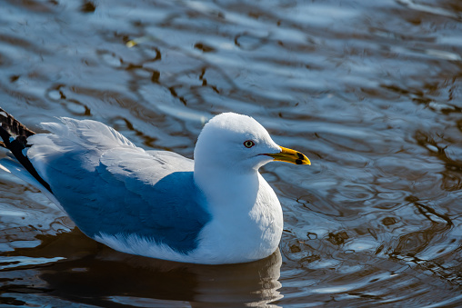 Seagull portrait