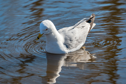 Seagulls in the springtime nice sunny day